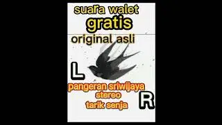 pangeran sriwijaya stereo tarik senja original suara walet stereo dua suara satu flasdick
