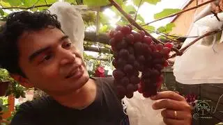 CACHOS DE UVA COM PROTEÇÃO E MAIS QUALIDADE