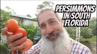 Grow These Persimmons In South Florida
