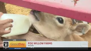 Fog Willow Farms