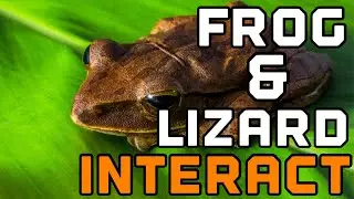 Tree frog approached my dominant green anole.. and THIS HAPPENED.