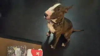 Barkbox # 4  - September 2016  It Taste like Apples!!!