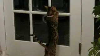 What happens when you let a bengal kitten outside once...
