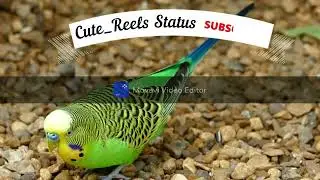 Cute Bird//The Greatest BIRDS COLLECTION HD 4K ULTRA - Relaxing Music And Nature 4K