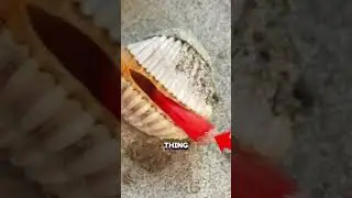 ЛАПКА МОЛЛЮСКА! 🐚