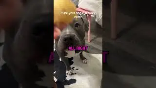 This Dog is Such a Picky Eater 🍟