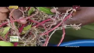 NTV SEEDS OF GOLD: The different hybrid mango species grown in Uganda