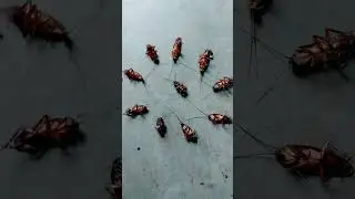 cockroach Marne ka Tarika#🦗🦗#youtubeshorts #viralvideo #video #reel #trending