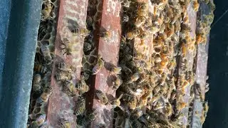 WeBee