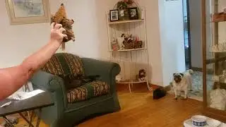 Mom & Fur Baby Bella the Pug 