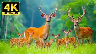 Relaxing 4K Nature & Wildlife | Calm Scenery with Piano and Guitar Music
