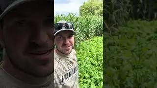 Purple top turnips looking 🔥 #hunting #outdoors #whitetail #foodplot