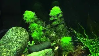 Planted tank 8-17-2011