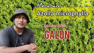 Menanam azolla pada wadah Galon