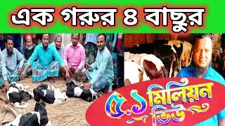 শ্বশুর বাড়ীর দেয়া এক গরুই কপাল খুলে দিলো রমজান আলীর,এক গাভির চার বাছুর,@newsbangla2775