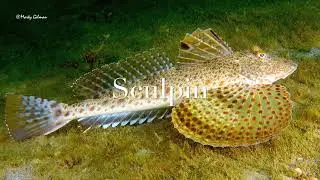 Unusual Florida Fish - volume 1