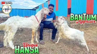 Unique Furry Hansa And Bantam for sale in Pune Climate Set Goats | Aggressive Bantam @MetroBizz