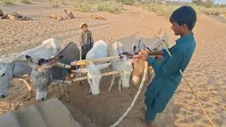 How People Extract Water in Tharparkar 💧 | Desert Life Struggle | Full Documentary#donkey #video #