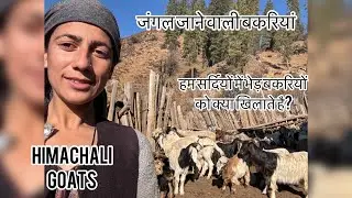बकरियों को सर्दियों में क्या खिलाते हैं?