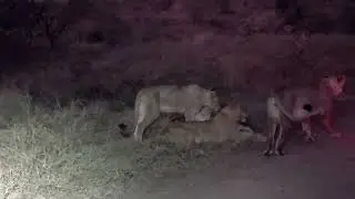 Night safari experience in the kruger Park