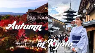Amazing autumn foliage in Kyoto