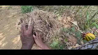 squirrel nest , sapaththu palama