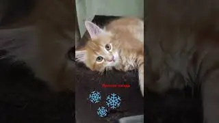 Прогноз погоды #shorts #cute #short #cat #subscribe #s #подпишись #приколы #рекомендации
