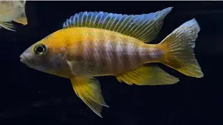 Eureka Red Jake Fry & Breeding Group Update