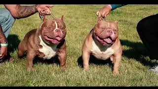 GRCH RIOT & KINGZILLA EXTREME AMERICAN BULLIES