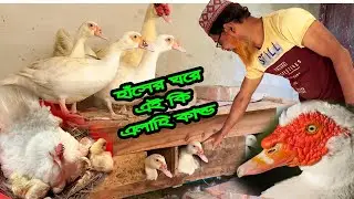 হাঁসের ঘরে এই কি এলাহি কা'ন্ড🤩😇