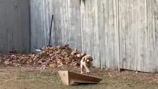 Luna(Cockapoo) Drop it & Fetch