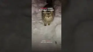 Помочь котикам можно, пополнив реквизиты в закреплённом комментарии 🔽