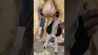 Baby Sheep Milking #baby #sheep #milking #shorts #ytshorts #feeding