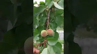 Temperate fruits