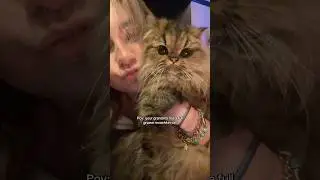 FULLY GROWN Munchkin Cat🥹😆💕🐈&zwj;⬛ #fyp #cat #munchkincats #catvideos #catshorts