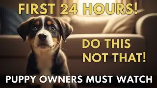 Puppy Training 101: What to Do in the First 24 Hours Home (Don’t Mess This Up!)