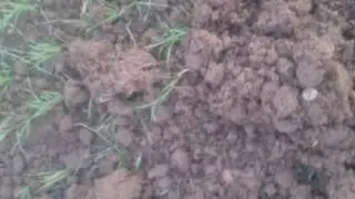 Metal detecting finds old lead bag seal kiel flour