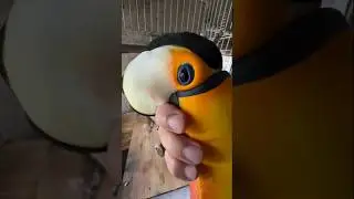 টুকান পাখির চোখ মাশাআল্লাহ। #toucanbird #toucans #toucanplays #toucan #birds #bird #shorts #short