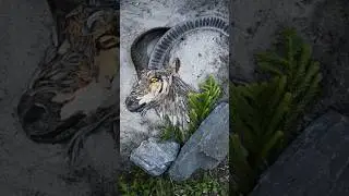 Nature Art Painting | Alpine Ibex