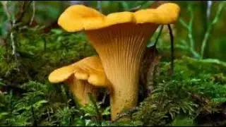 Conoscere i funghi: CANTHARELLUS CIBARIUS (FINFERLO, GALLETTO)