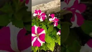 Flowers #shorts #shortvideo#flowers #vinca #gardening#youtubeshorts#ytshorts#viralvideo#plants#viral