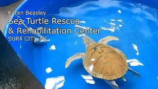Sea Turtle Rescue North Carolina