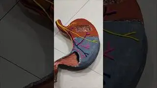 Stomach 3D &brvbar;&brvbar; Science Project || DIY craft || See making video#stomach #project #3d #scienceproject
