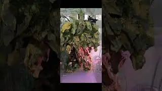 Paludarium - cave style with ninjas 😁 (Plants on top - Asparagus Ferns, Fittonia)