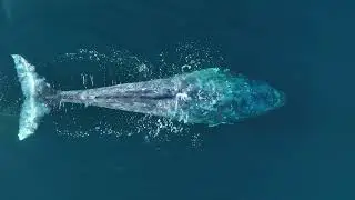 Gray Whale Peaceful Breath Riviera Luxury Sailing Charters
