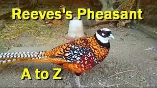 A to Z: The Reeves's pheasant