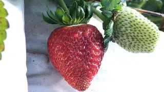 Estudo da Embrapa desenvolve nova variedade de Morango com diversos benefícios para produtor