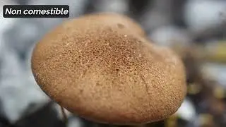 Inocybe &agrave; marge sombre (Mallocybe fuscomarginata)