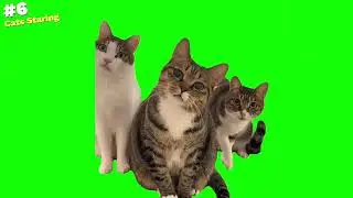 Top Cat Green Screen Memes of January 2025