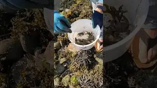 Digging Up Mud Crabs for Sheepshead